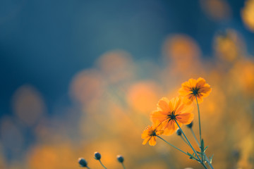 幼儿园小班科学实验教案详案《花儿妙用多》