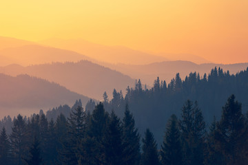 幼儿园小班科学实验教案详案《花儿妙用多》