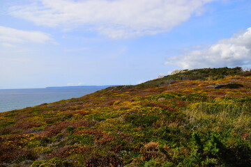 幼儿园小班科学实验教案详案《花儿妙用多》