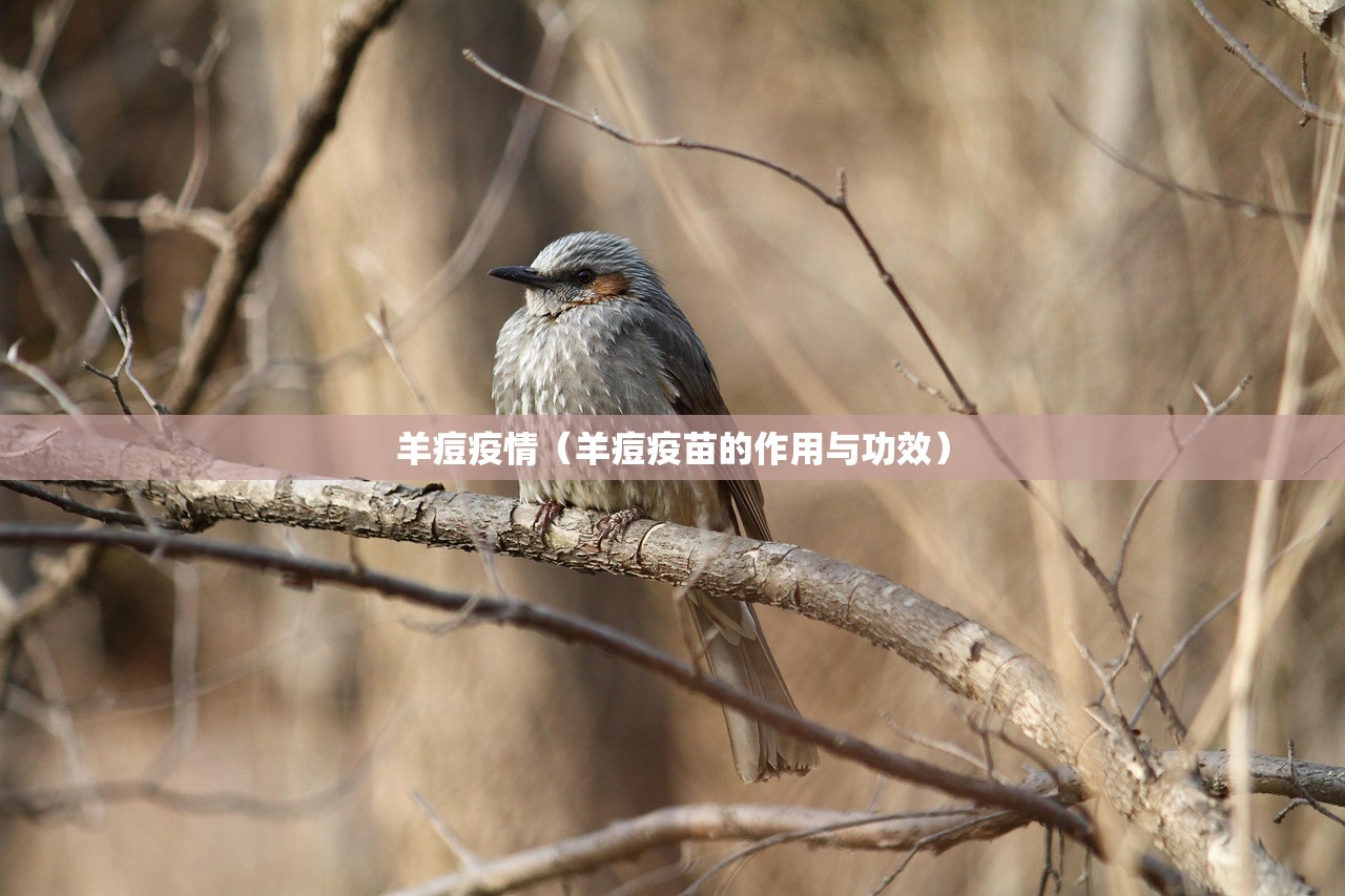 羊痘疫情（羊痘疫苗的作用与功效）