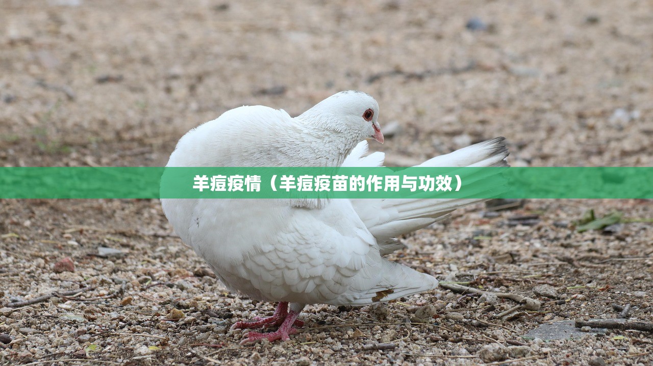 羊痘疫情(羊痘疫苗的作用与功效) 羊痘疫情(羊痘疫苗的作用与功效)