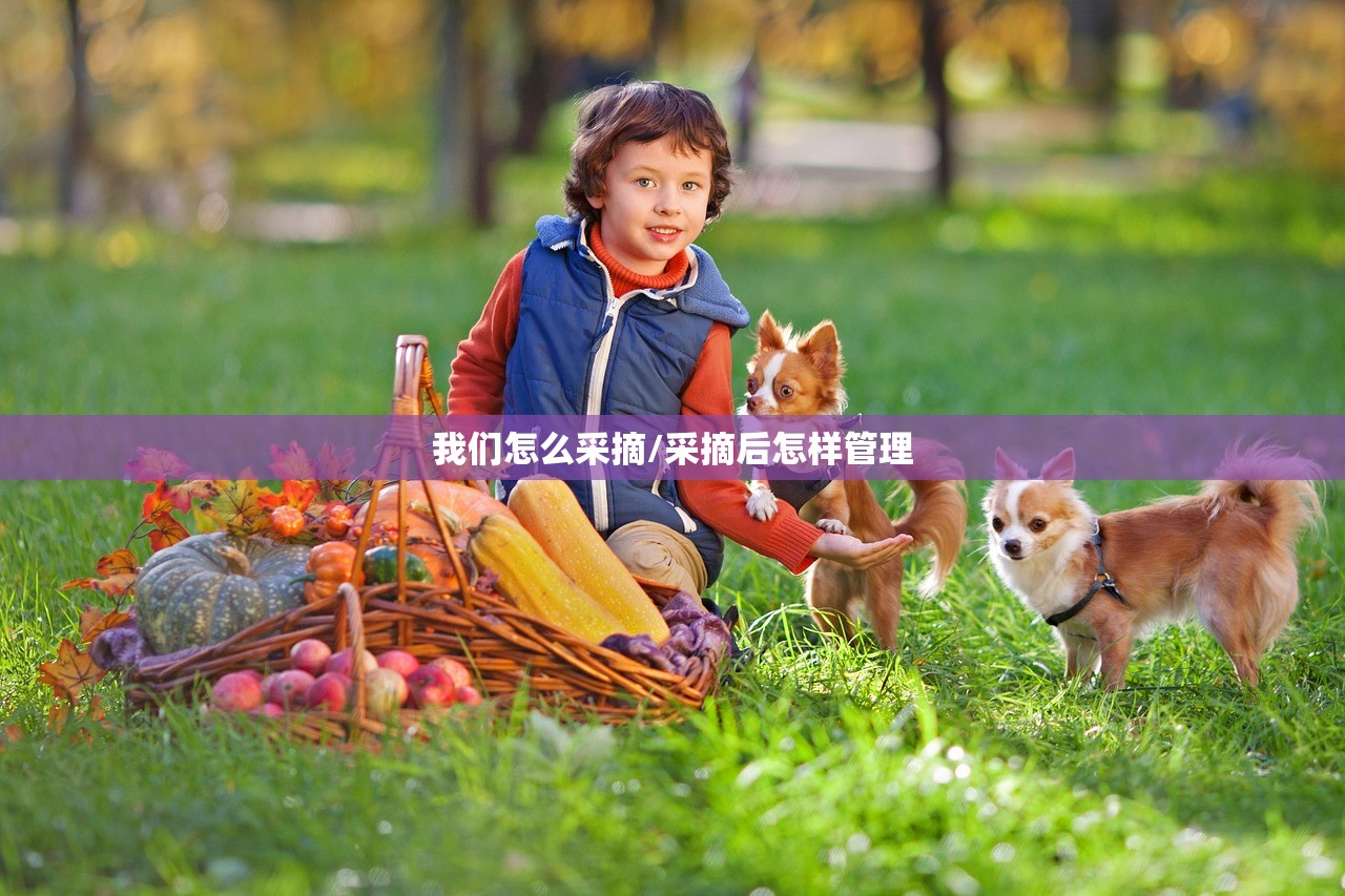 我们怎么采摘/采摘后怎样管理 我们怎么采摘/采摘后怎样管理