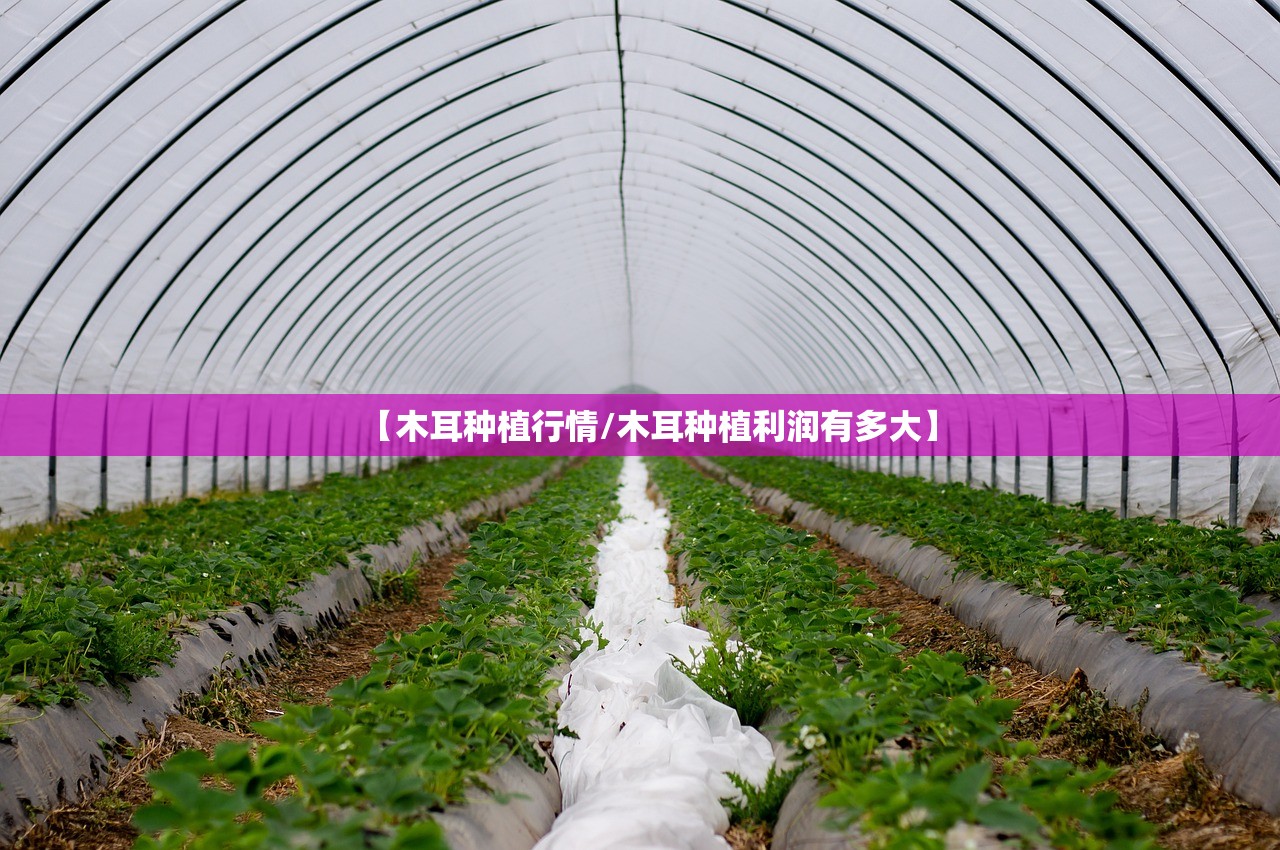 【木耳种植行情/木耳种植利润有多大】 【木耳种植行情/木耳种植利润有多大】