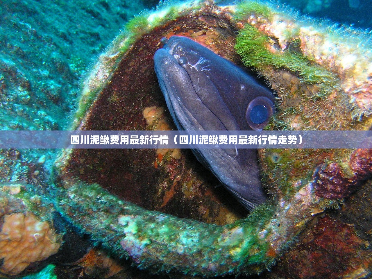 四川泥鳅费用最新行情(四川泥鳅费用最新行情走势) 四川泥鳅费用最新行情(四川泥鳅费用最新行情走势)