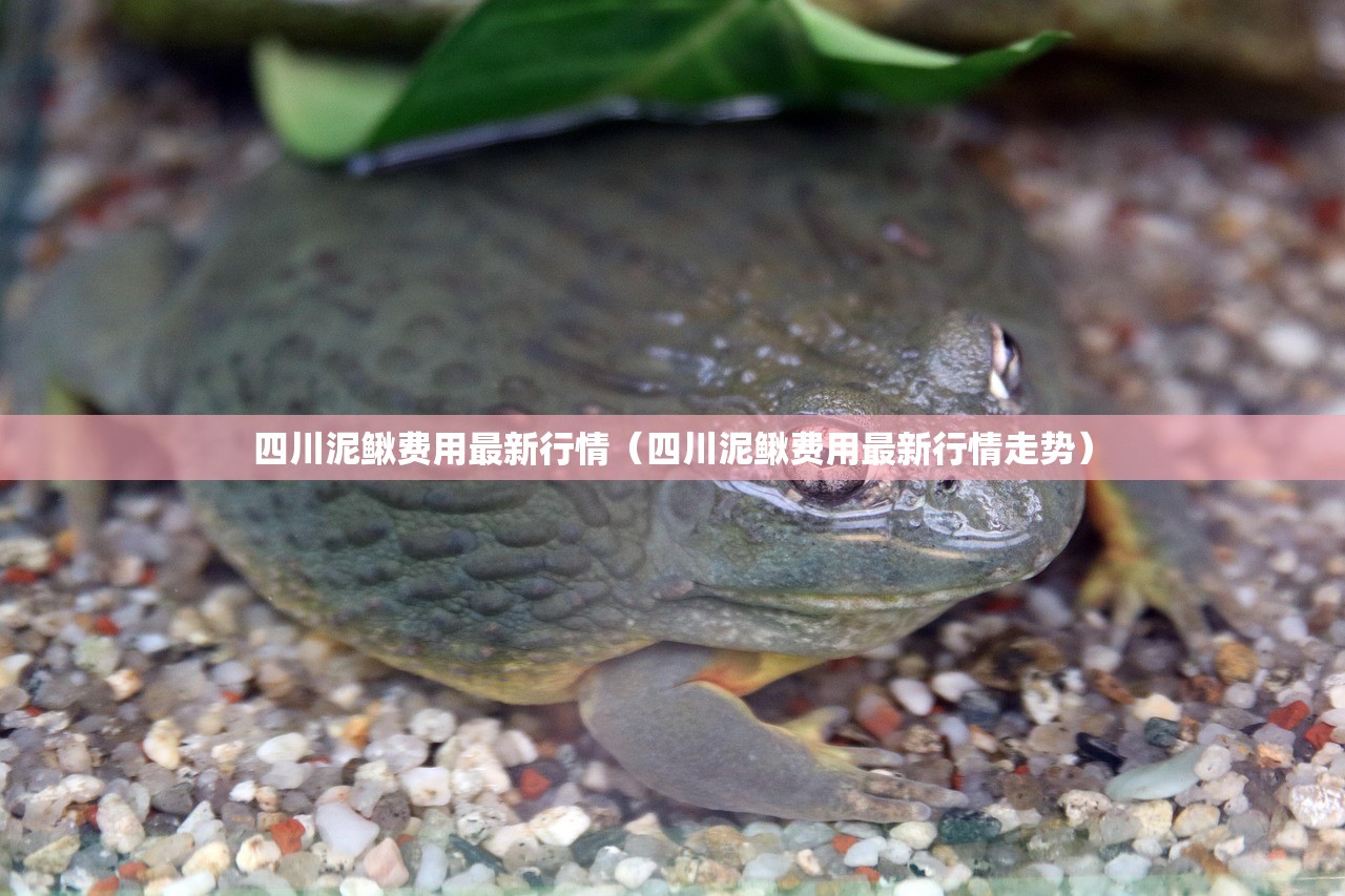 四川泥鳅费用最新行情(四川泥鳅费用最新行情走势) 四川泥鳅费用最新行情(四川泥鳅费用最新行情走势)