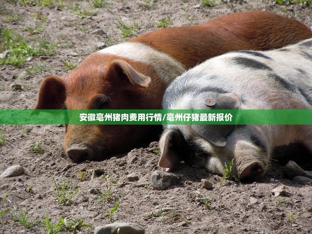 安徽亳州猪肉费用行情/亳州仔猪最新报价 安徽亳州猪肉费用行情/亳州仔猪最新报价