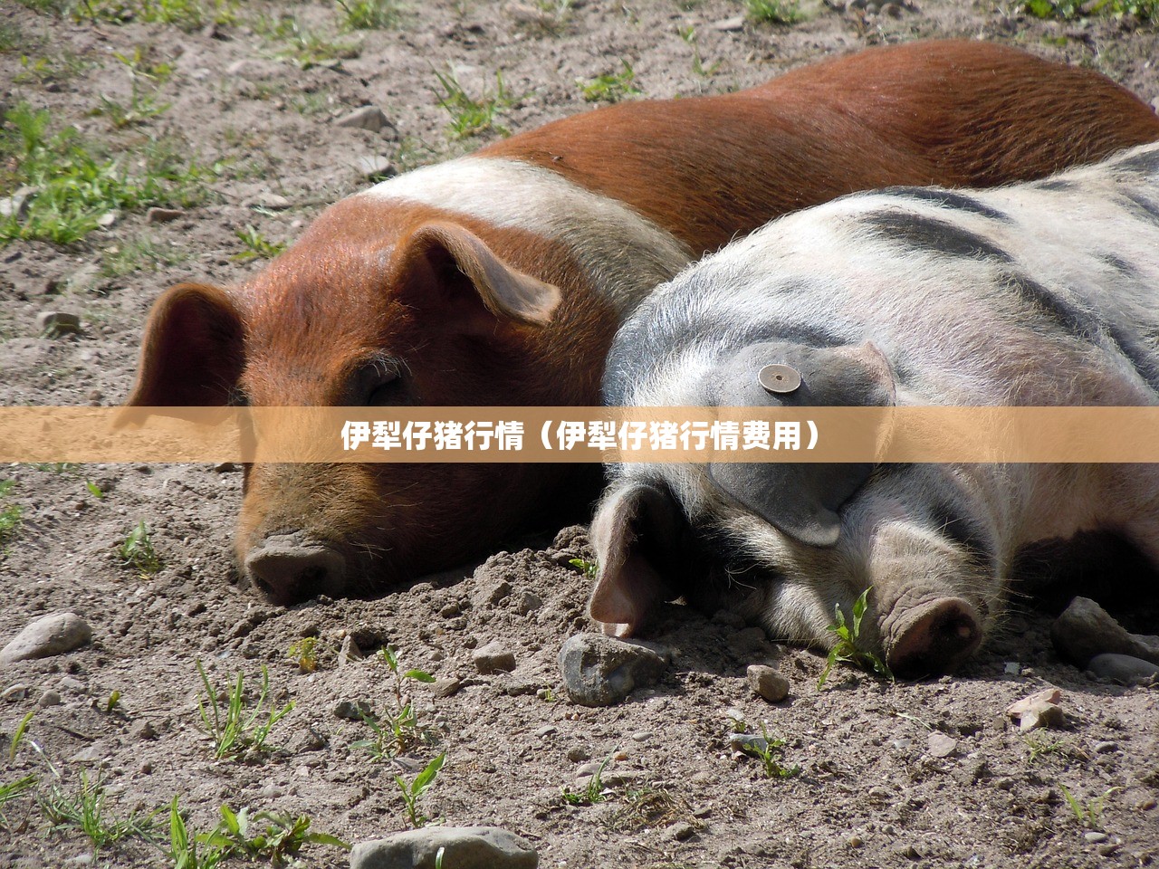 伊犁仔猪行情(伊犁仔猪行情费用) 伊犁仔猪行情(伊犁仔猪行情费用)