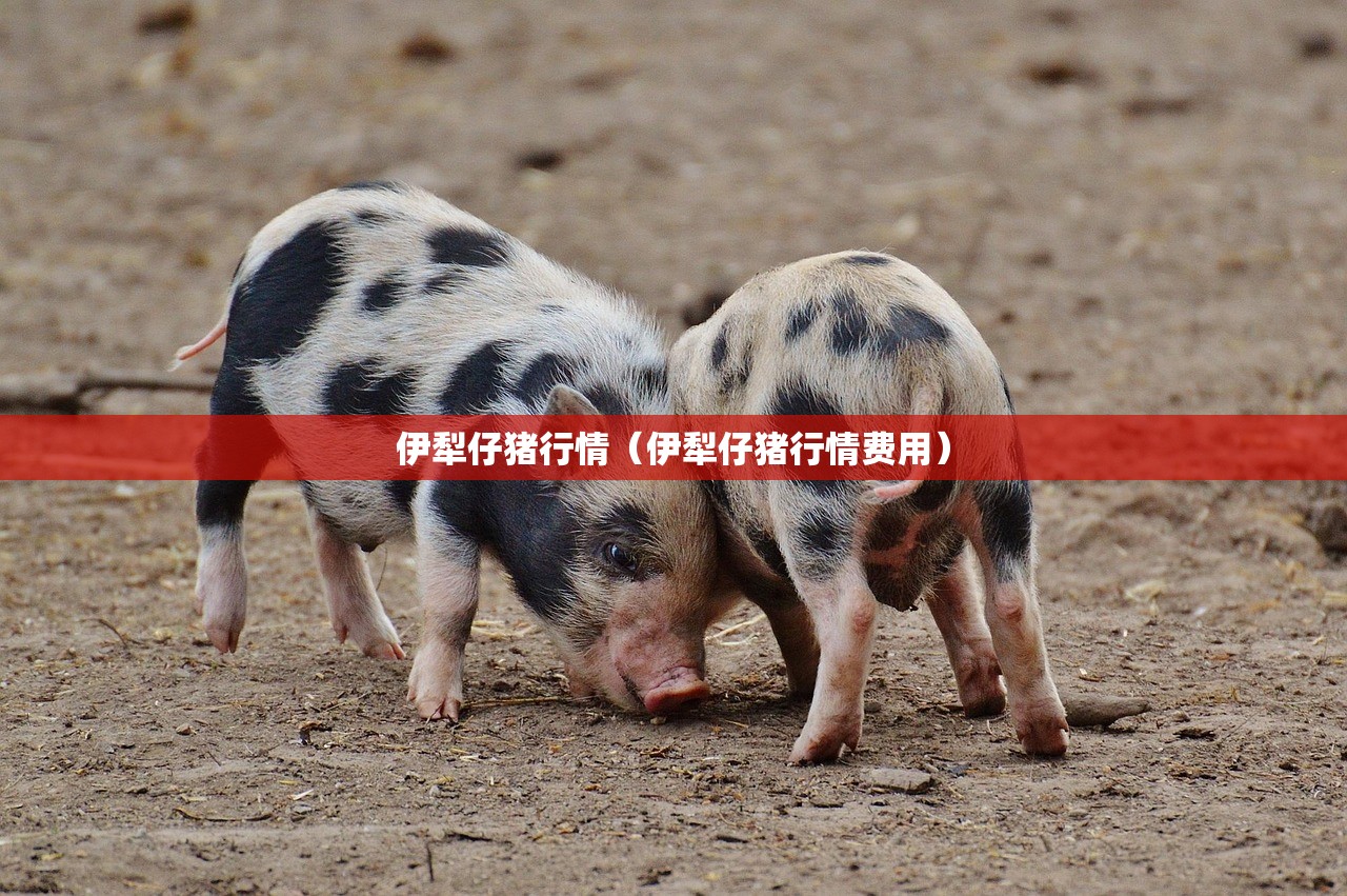 伊犁仔猪行情(伊犁仔猪行情费用) 伊犁仔猪行情(伊犁仔猪行情费用)