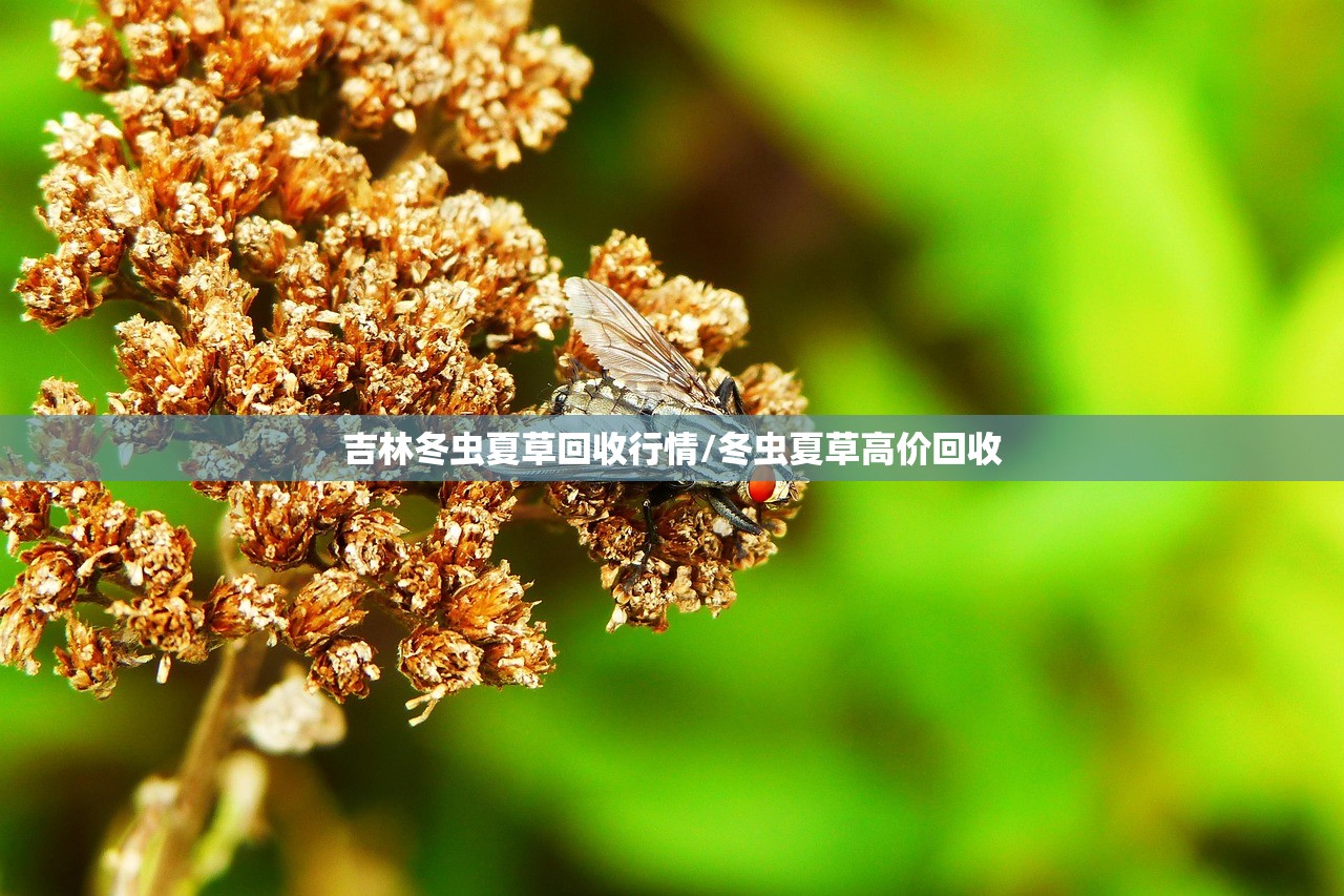 吉林冬虫夏草回收行情/冬虫夏草高价回收 吉林冬虫夏草回收行情/冬虫夏草高价回收