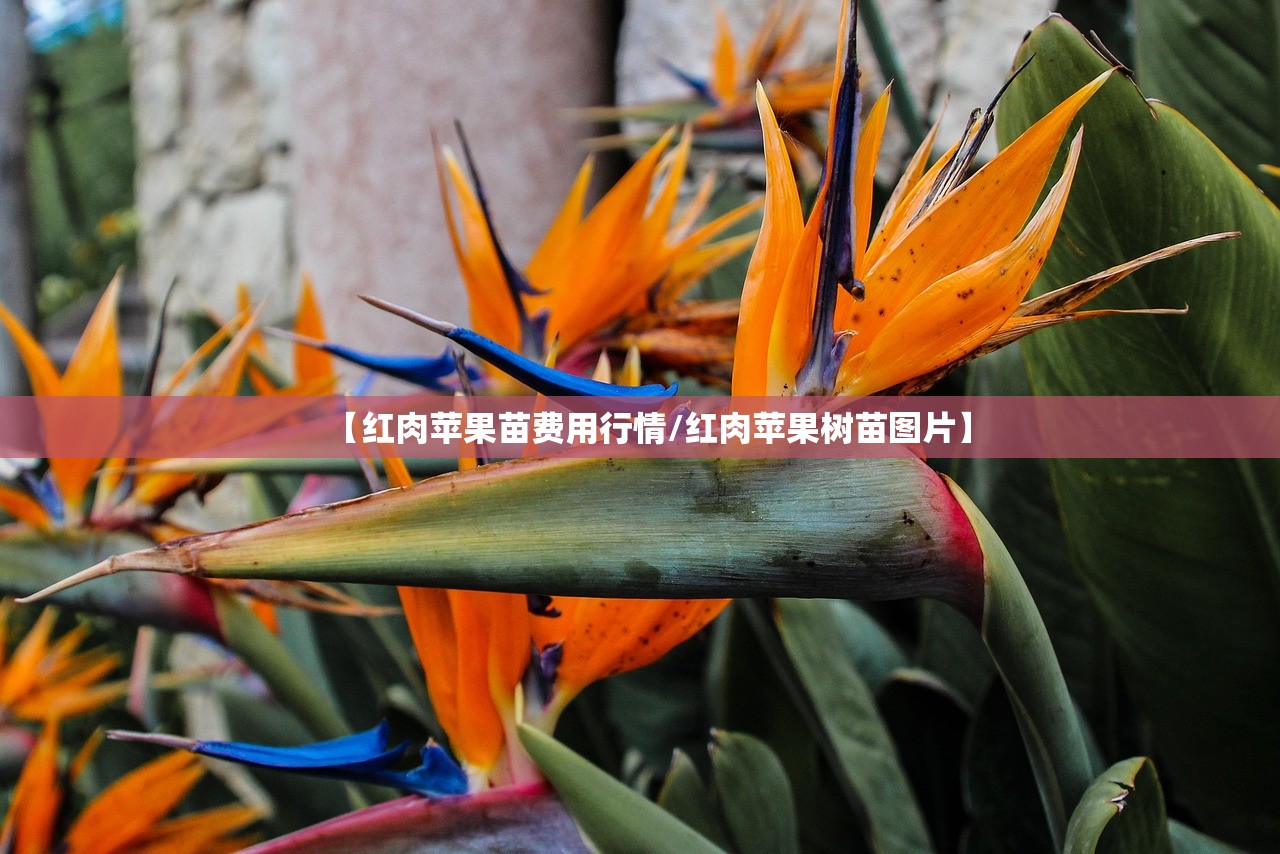 【红肉苹果苗费用行情/红肉苹果树苗图片】