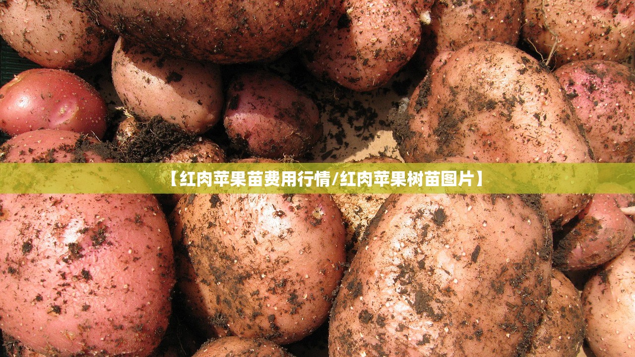 【红肉苹果苗费用行情/红肉苹果树苗图片】