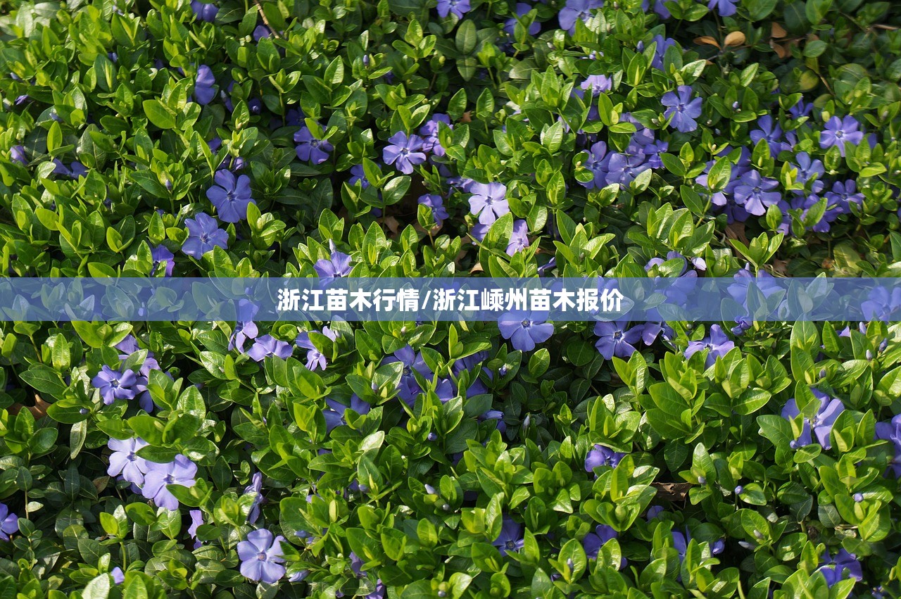 浙江苗木行情/浙江嵊州苗木报价 浙江苗木行情/浙江嵊州苗木报价