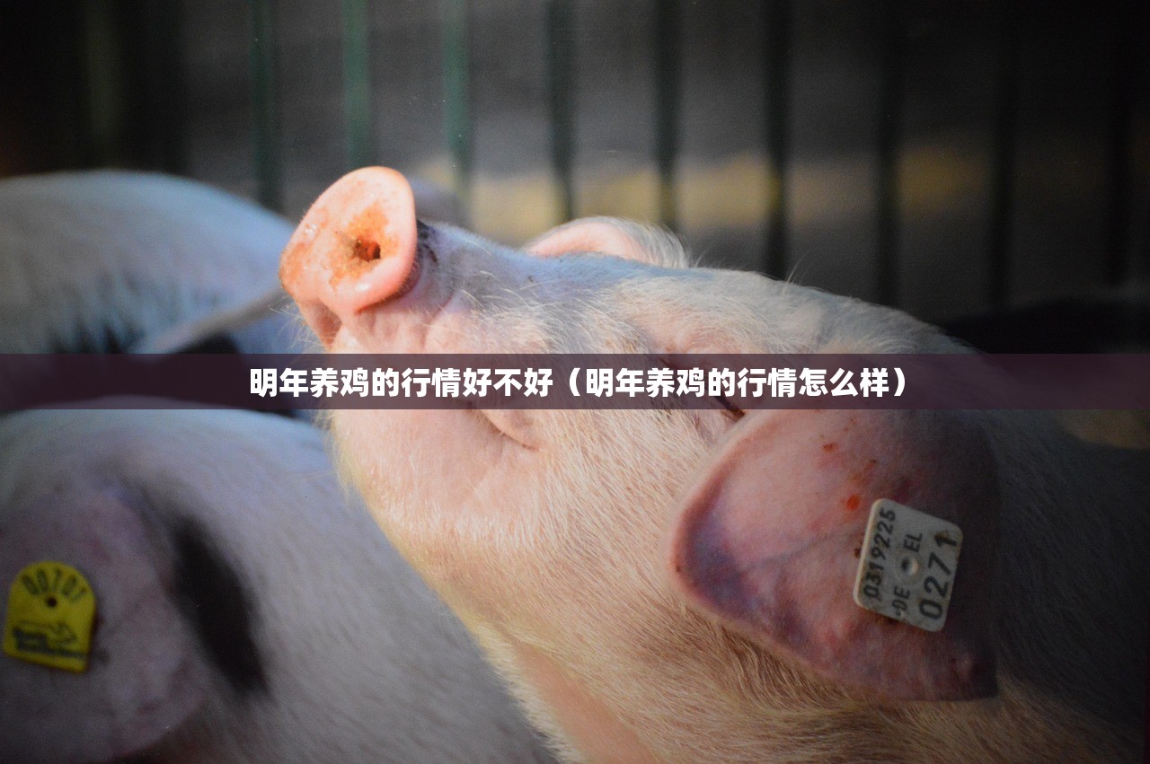 明年养鸡的行情好不好(明年养鸡的行情怎么样) 明年养鸡的行情好不好(明年养鸡的行情怎么样)