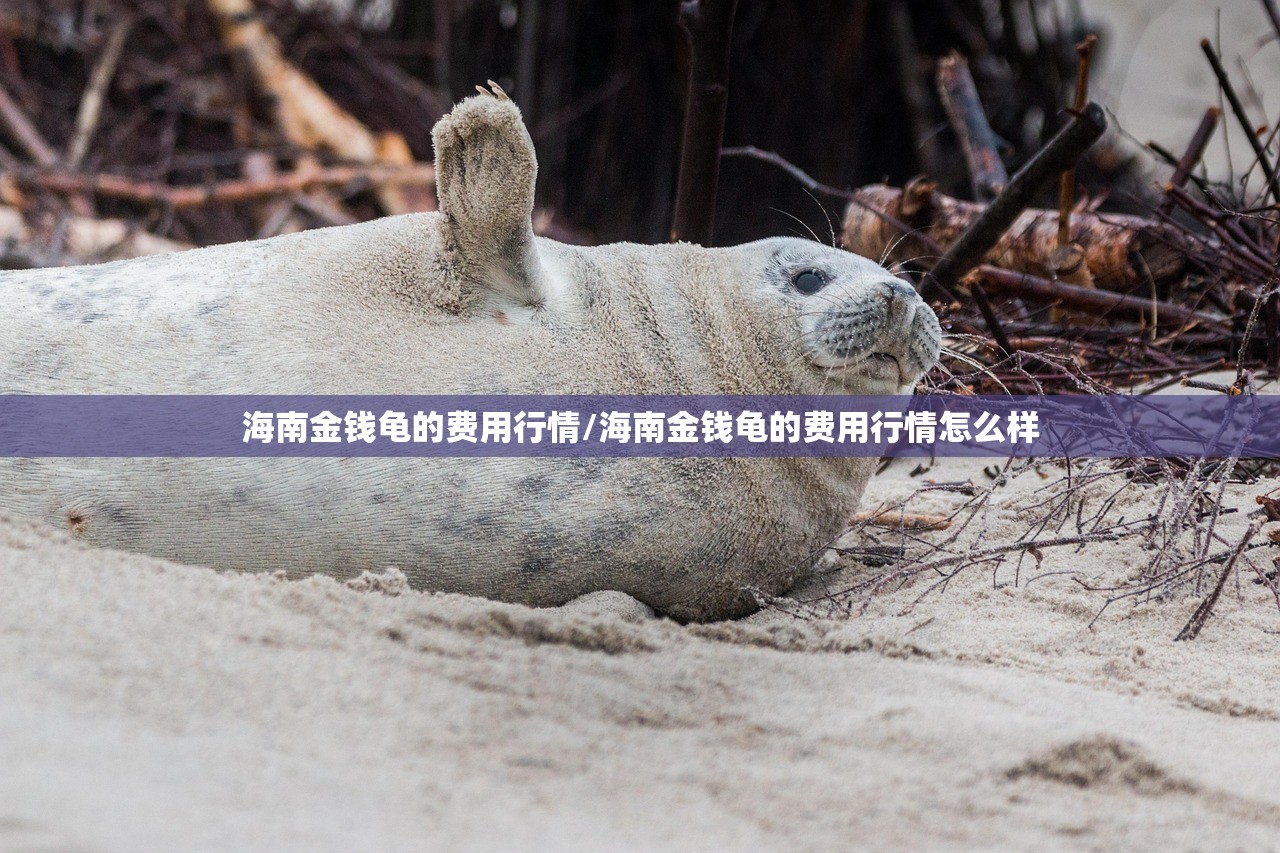 海南金钱龟的费用行情/海南金钱龟的费用行情怎么样