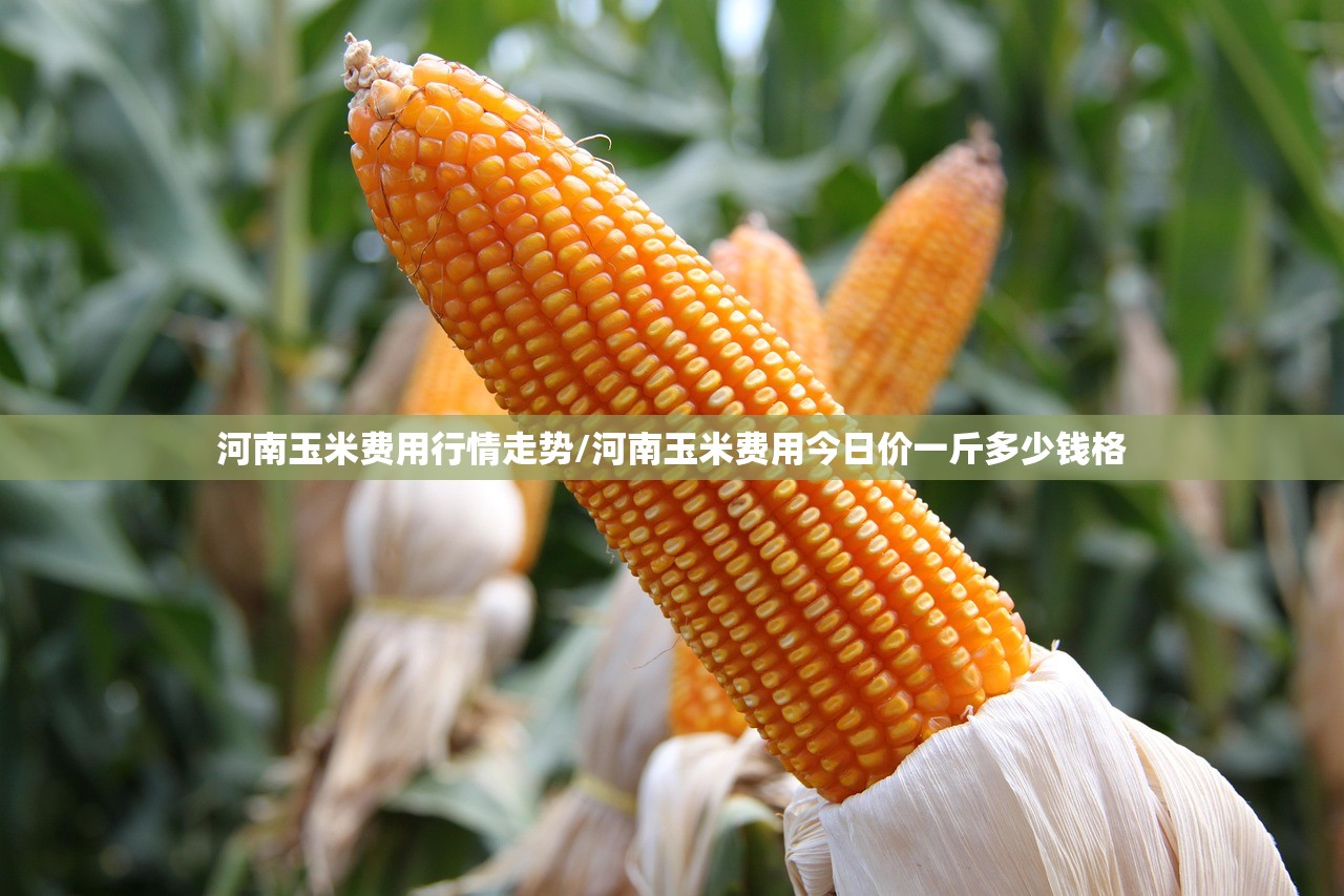 河南玉米费用行情走势/河南玉米费用今日价一斤多少钱格