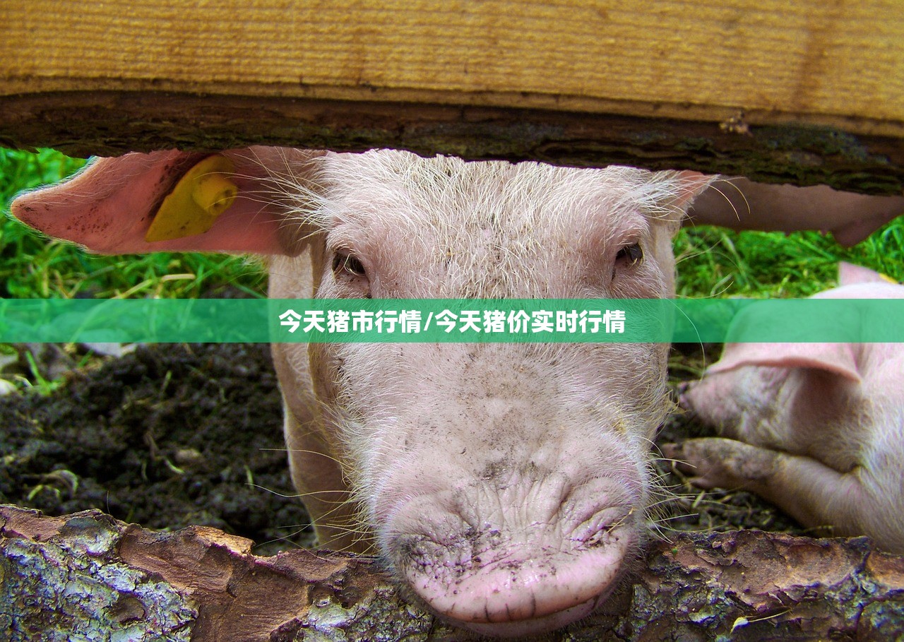 今天猪市行情/今天猪价实时行情 今天猪市行情/今天猪价实时行情