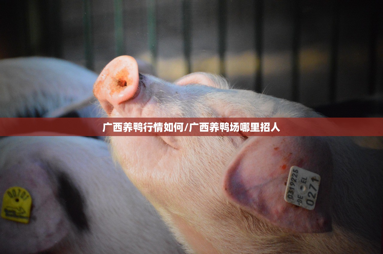 广西养鸭行情如何/广西养鸭场哪里招人 广西养鸭行情如何/广西养鸭场哪里招人