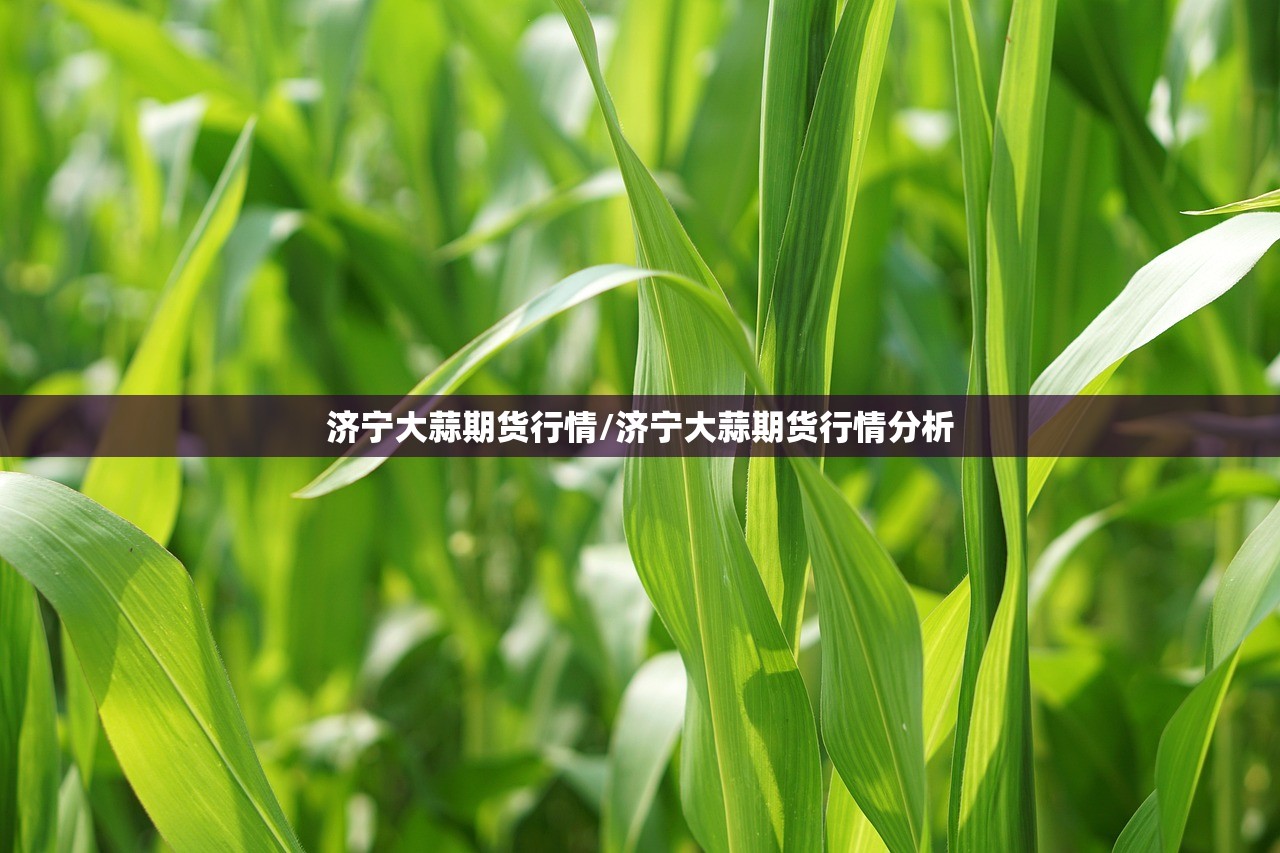 济宁大蒜期货行情/济宁大蒜期货行情分析 济宁大蒜期货行情/济宁大蒜期货行情分析