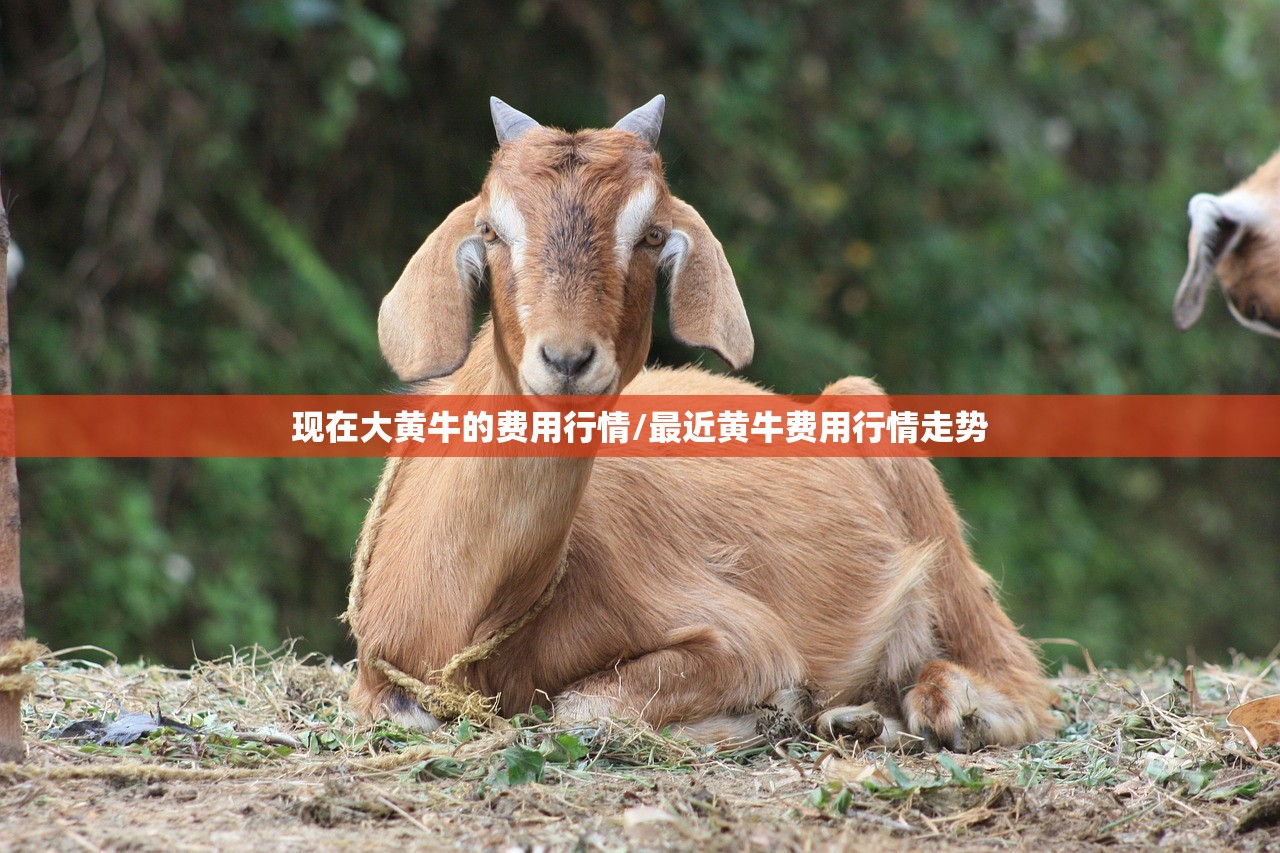 现在大黄牛的费用行情/最近黄牛费用行情走势 现在大黄牛的费用行情/最近黄牛费用行情走势