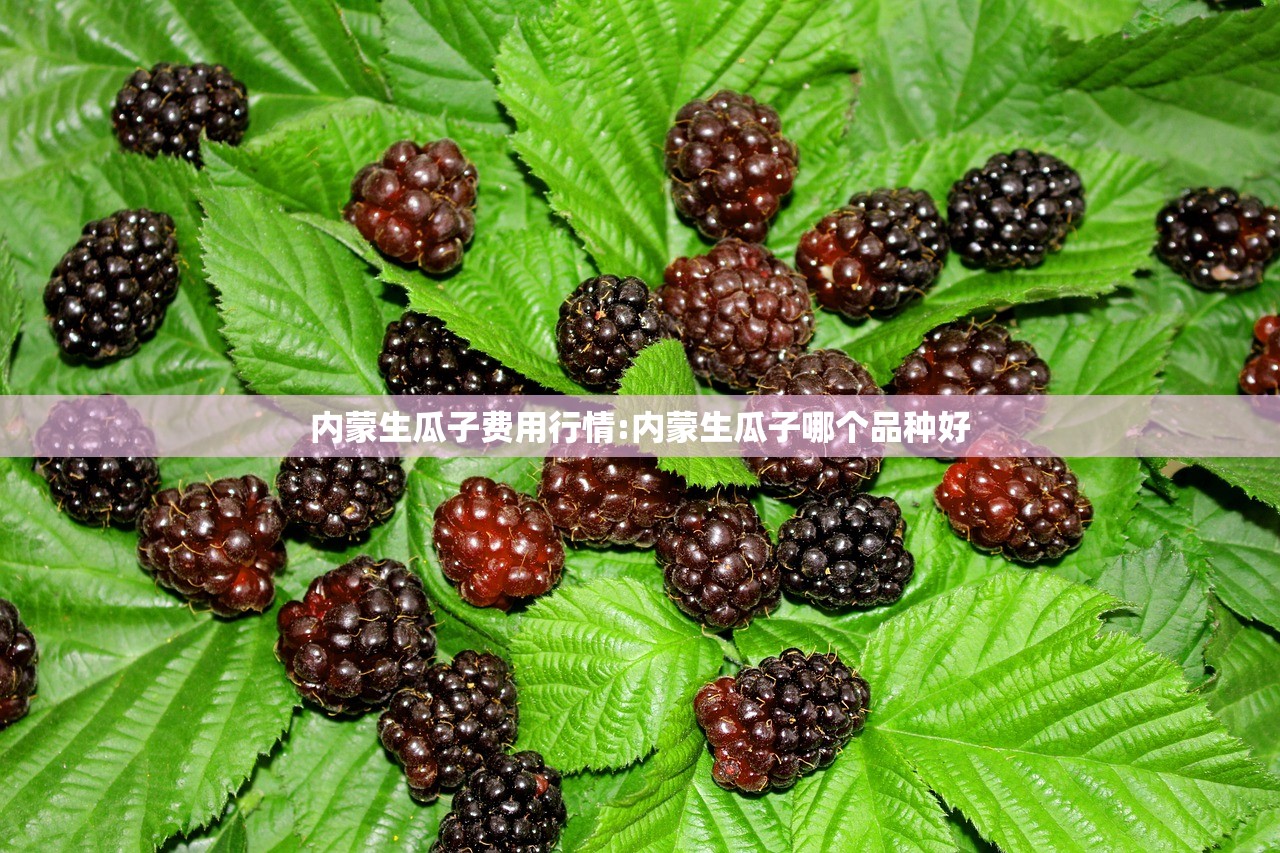 内蒙生瓜子费用行情:内蒙生瓜子哪个品种好