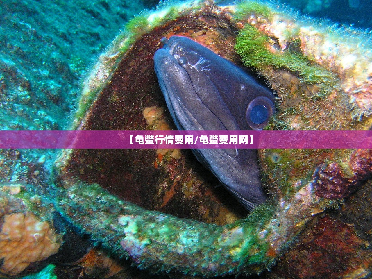 【龟鳖行情费用/龟鳖费用网】 【龟鳖行情费用/龟鳖费用网】