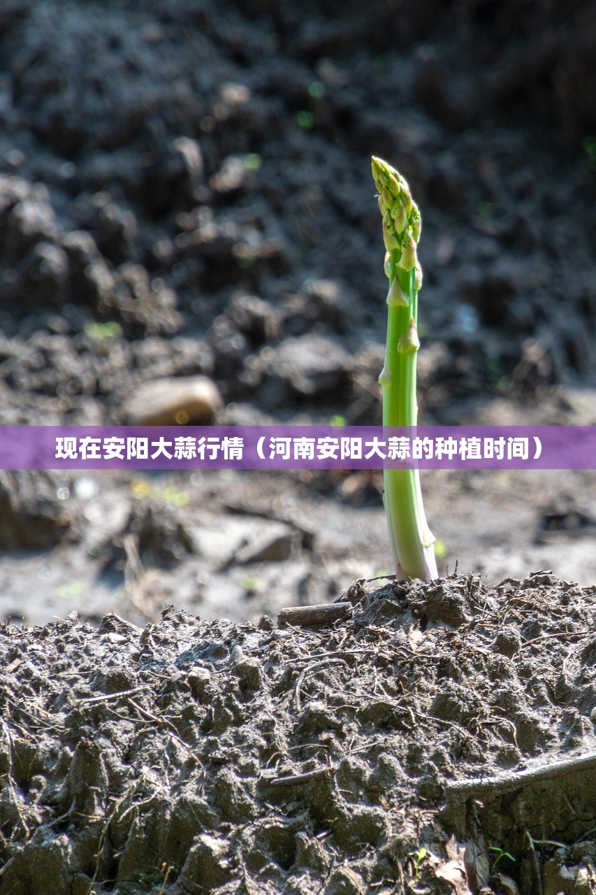 现在安阳大蒜行情(河南安阳大蒜的种植时间) 现在安阳大蒜行情(河南安阳大蒜的种植时间)